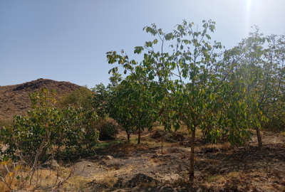 فروش باغ در روستای نویس توابع قم ۲۰۰ متر