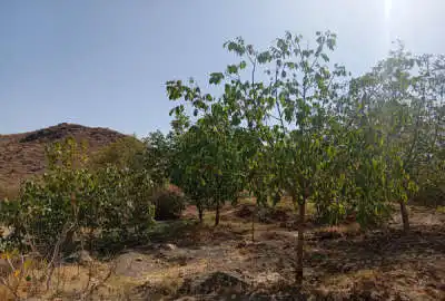 فروش باغ در روستای نویس توابع قم ۲۰۰ متر