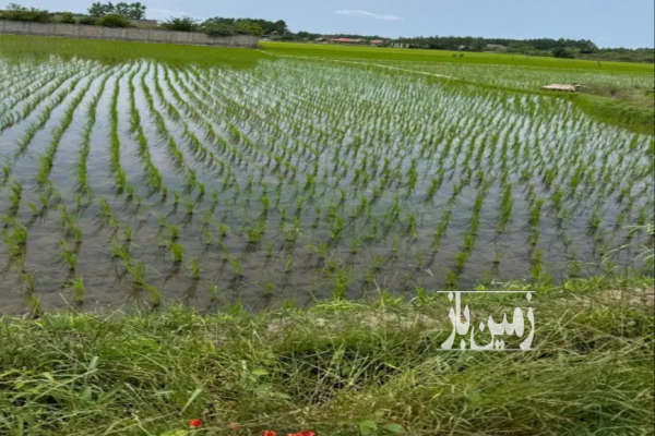 فروش ۱۰۰۰متر زمین کشاورزی همراه با جوی آب-1