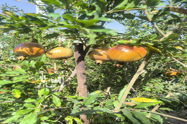 فروش زمین باغ دستجا حاجی آباد بر جاده اصلی بر بلوار ۱۰۰۰ متر-1