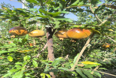 فروش زمین باغ دستجا حاجی آباد بر جاده اصلی بر بلوار ۱۰۰۰ متر