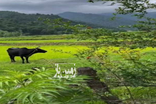 فروش دو قطعه زمین ۴۶۸ متری روستای تنیان-1