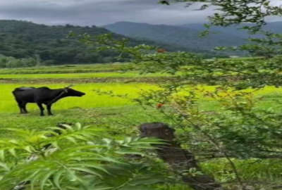 فروش دو قطعه زمین ۴۶۸ متری روستای تنیان