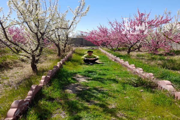 فروش زمین در احمدآباد با سهمیه آب و درختان میوه ۵۳۵ متر-2