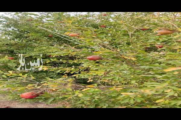 فروش ۴۰۰ متر زمین دونبش ابتدای شورقلعه-3