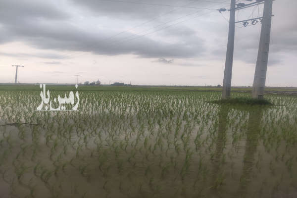 فروش زمین کشاورزی گرگان روستای تخشی محله ۵۰۰۰۰ متر-1