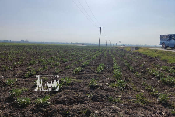 فروش زمین کشاورزی گرگان روستای تخشی محله ۵۰۰۰۰ متر-3