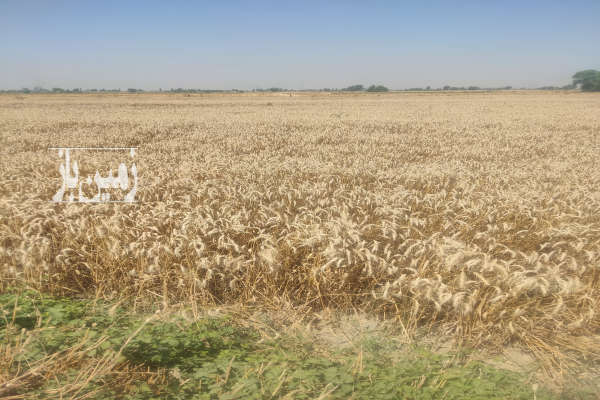 فروش زمین کشاورزی گرگان روستای تخشی محله ۵۰۰۰۰ متر-4