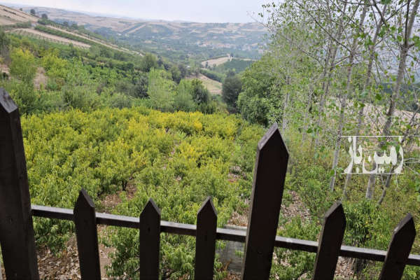 فروش باغ شلیل ۲۰۰۰ متری در دارابکلا ساری-1