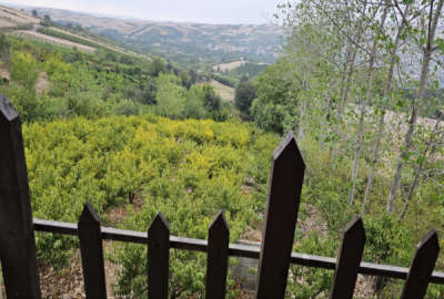 فروش باغ شلیل ۲۰۰۰ متری در دارابکلا ساری