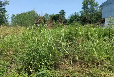 فروش زمین تجاری مسکونی ابتدای جاده چوکورچان ۲۵۰ متر