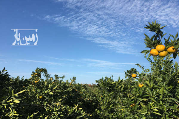 فروش زمین کشاورزی ۵۰۰۰ متر جاده دریا روستای اسفندان-1