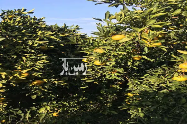 فروش زمین کشاورزی ۵۰۰۰ متر جاده دریا روستای اسفندان - تصویر 2