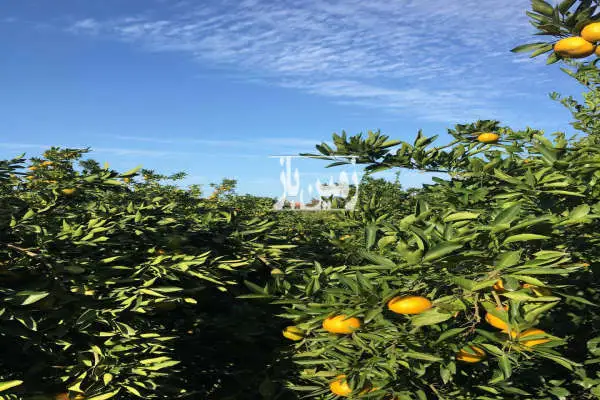 فروش زمین کشاورزی ۵۰۰۰ متر جاده دریا روستای اسفندان - تصویر 3