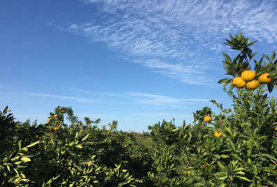 فروش زمین کشاورزی ۵۰۰۰ متر جاده دریا روستای اسفندان