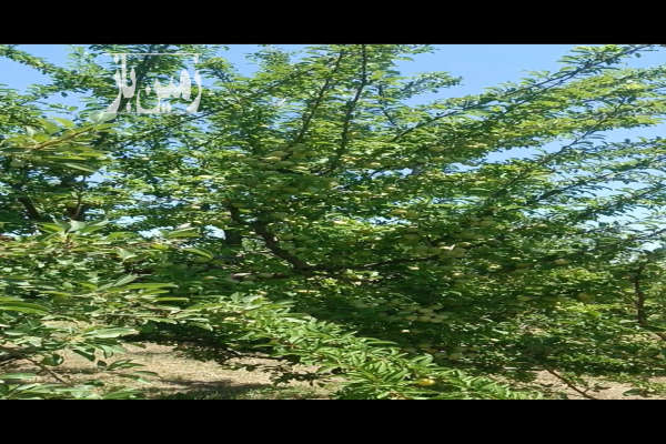 فروش ۲۵۰۰ متر زمین در اورمیه قره آغاج-1