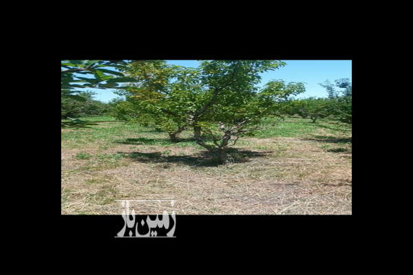 فروش ۲۵۰۰ متر زمین در اورمیه قره آغاج-2