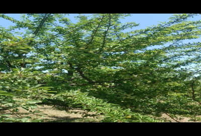 فروش ۲۵۰۰ متر زمین در اورمیه قره آغاج