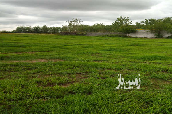 فروش زمین باغی ۳۱۶ متر روستای هنده خاله-2