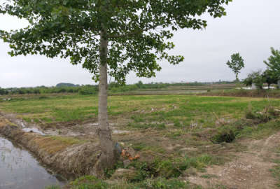 فروش زمین کشاورزی روستای سائیچ محله ۲۶۱۶ متر