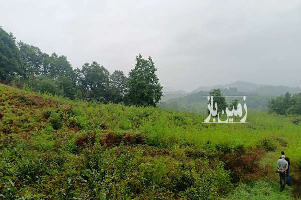 فروش زمین بایر جنگلی ارتفاعات لاهیجان ۷۵۰۰ متر-4