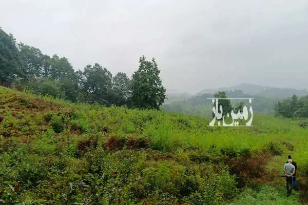 فروش زمین بایر جنگلی ارتفاعات لاهیجان ۷۵۰۰ متر - تصویر 4