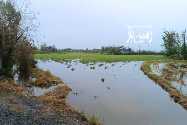 فروش شالیزار سنتی ۳۰ هکتار سنددار رشت-1