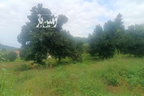 فروش زمین شالیزار سنتی و باغ سنددار در لنگرود ۲۲۳۰۰ متر-1