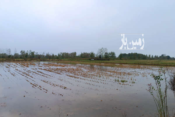 فروش زمین شالیزار سنتی و باغ سنددار در لنگرود ۲۲۳۰۰ متر-3