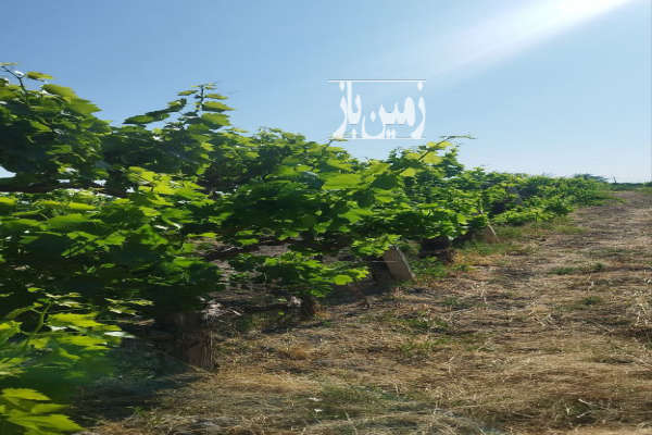 فروش باغ انگور جاده سنتو روستای حسن آب ۹۰۰ متر-1