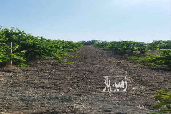 فروش باغ انگور جاده سنتو روستای حسن آب ۹۰۰ متر - تصویر 2