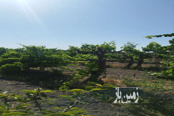 فروش باغ انگور جاده سنتو روستای حسن آب ۹۰۰ متر-3