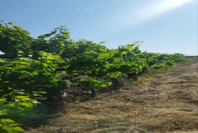 فروش باغ انگور جاده سنتو روستای حسن آب ۹۰۰ متر