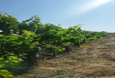 فروش باغ انگور جاده سنتو روستای حسن آب ۹۰۰ متر