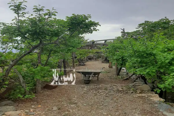 فروش باغ ۵۳۰ متر نزدیک رودخانه روستای کشه سینه طرق - تصویر 3