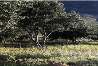 فروش باغ با درختان زیتون در داریون ۲۰ کیلومتری شیراز