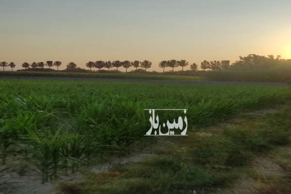 فروش زمین کشاورزی ۶۰۰۰ متر مربع شهر زیار-3