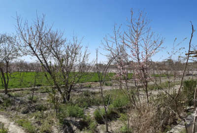 فروش زمین کشاورزی باغی اجگرد بر رودخانه زاینده رود ۱۴۲۰ متر