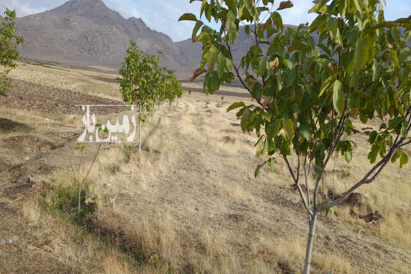فروش زمین مسکونی ۴۵۰۰ در منطقه چایپاره روستای گره کهریز-3