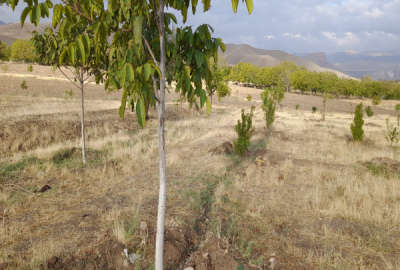 فروش زمین مسکونی ۴۵۰۰ در منطقه چایپاره روستای گره کهریز