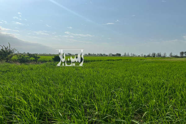 فروش زمین کشاورزی اتوبان امل بابل روستای کاشی محله ۳۳۰۰ متر-3