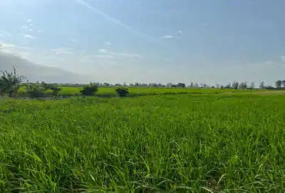 فروش زمین کشاورزی اتوبان امل بابل روستای کاشی محله ۳۳۰۰ متر