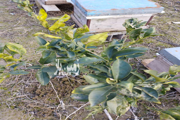 فروش زمین مسکونی ۳۹۰ متری داخل بافت روستای مرمت-4