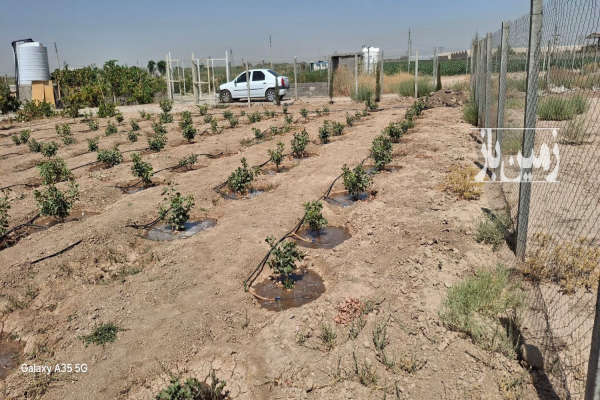 فروش باغ پسته شریف آباد روستای خلیف آباد ۶۷۰ متر-1