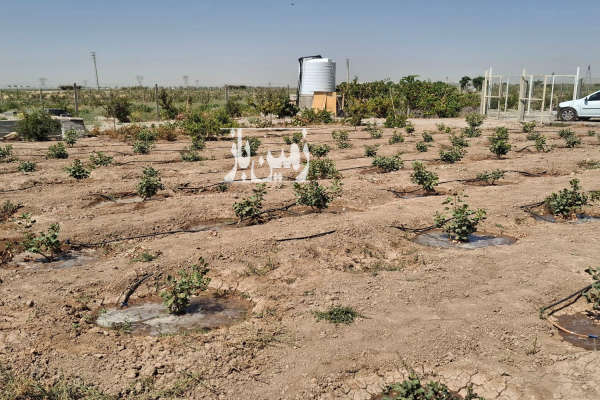 فروش باغ پسته شریف آباد روستای خلیف آباد ۶۷۰ متر-2