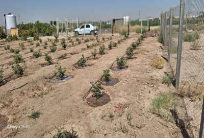 فروش باغ پسته شریف آباد روستای خلیف آباد ۶۷۰ متر