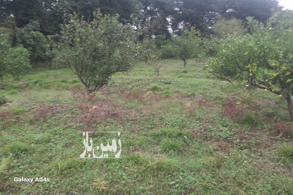 فروش زمین باغی حدودا ۱۰۰ تا نهال روستای پایین کولا ۲۰۸۰ متر-2