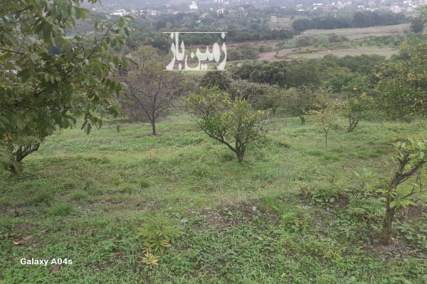 فروش زمین باغی حدودا ۱۰۰ تا نهال روستای پایین کولا ۲۰۸۰ متر-3