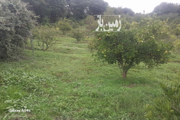 فروش زمین باغی حدودا ۱۰۰ تا نهال روستای پایین کولا ۲۰۸۰ متر-4