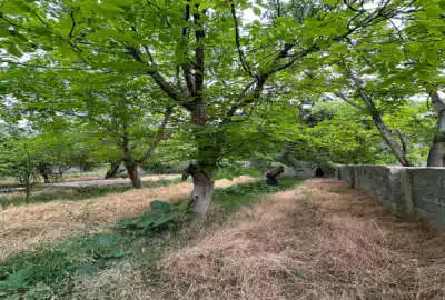 فروش باغچه چهار دیواری در کوهسار ۵۰۰ متر